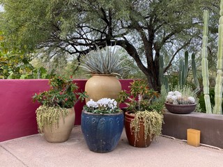 Fototapeta premium Desert garden with colorful pots in Phoenix Arizona
