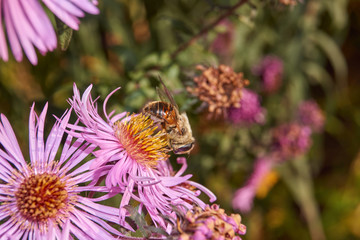 Fall. A fly collects the last nectar and pollen from perennial aster flowers.