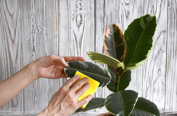 Woman hand wipe dust off the leaves with a yellow wet soft cloth. Right taking care of indoor rubber tree (ficus elastica) plant. White wooden texture on the background. 