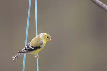 Obraz premium gold or yellow finch on a blue string, negative space