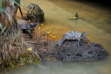Singapore, so many wild turtles living in the lake in the modern city Singapore.