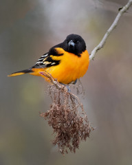 male Baltimore Oriole portrait, bird in a tree  