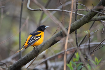 Baltimore Oriole calling for a mate