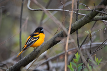 Baltimore Oriole standing out in the woods 