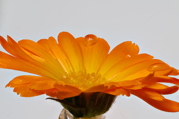 orange marigold flower with water droplets on the petals