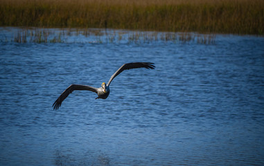 Brown Pelican bird in flight