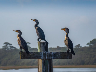 Cormorants standing still
