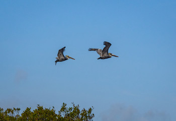 Obraz premium Brown Pelican bird in flight