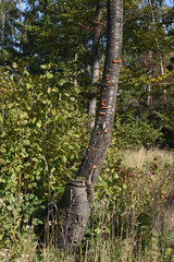 Fototapeta premium tree in the forest with fungi