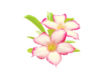Fototapeta na wymiar Adenium obesum or Desert Rose isolated on white background.