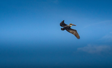 Brown Pelican bird in flight