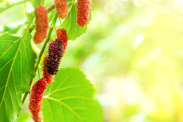 Fresh mulberries on the branch of tree.