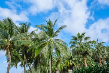 Fototapeta premium A grove of palm trees and blue sky with clouds in summer sunny day. Holidays in the tropics.