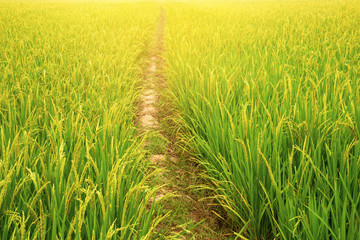 Paddy rice field with orange light and walkway at the countryside of Thailand.