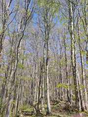 Fototapeta premium Spring Landscape of Vitosha Mountain, Bulgaria