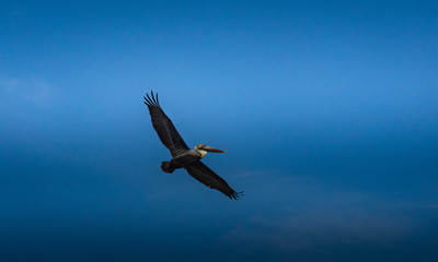Brown Pelican bird in flight