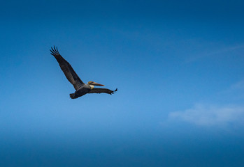 Fototapeta na wymiar Brown Pelican bird in flight