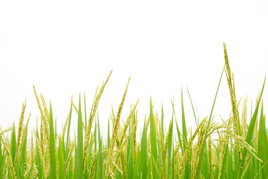 Ear of rice in paddy rice field on white background.