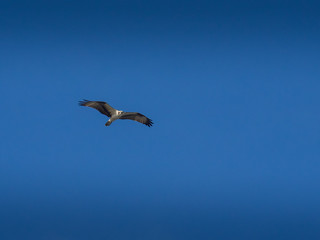 Osprey bird in flight