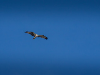 Fototapeta na wymiar Osprey bird in flight