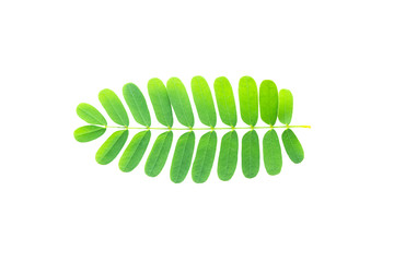 Tamarind leaves isolated on white background.