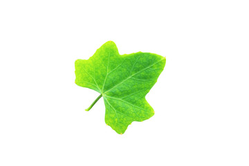 Lvy Gourd or Coccinia leaf isolated on white background with clipping path.(Cocconia grandis (L.)...