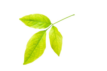 Three green leaves in the branch isolated on white background.