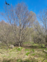 Obraz premium Spring Landscape of Vitosha Mountain, Bulgaria