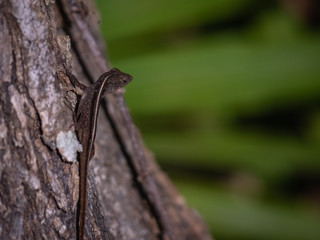 cute little lizard