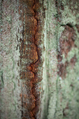 Tree bark in natural light.