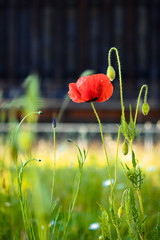 Obraz premium red poppy flower