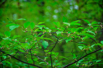 Zielone tło liści