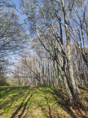 Spring Landscape of Vitosha Mountain, Bulgaria