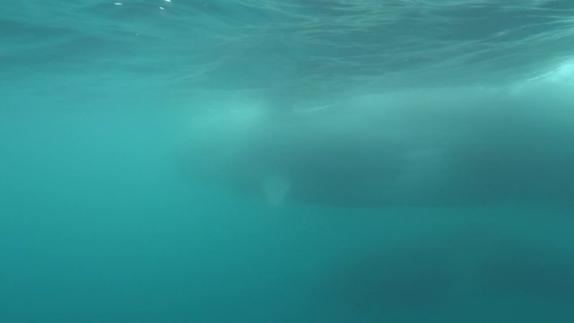 Whales swimming in turquoise ocean, aquatic mammals moving underwater - Azores, Portugal