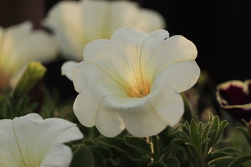 białe  kwiaty  przy  zachodzie  słońca © Mirosaw