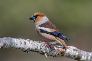 Hawfinch perching on the oak branch