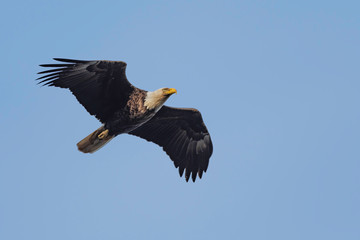Bald Eagle in Flight