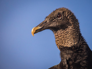 Black vulture bird 