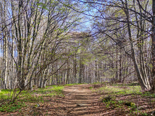 Fototapeta premium Spring Landscape of Vitosha Mountain, Bulgaria
