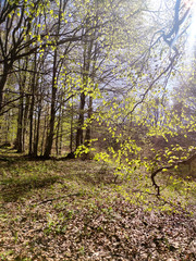Spring Landscape of Vitosha Mountain, Bulgaria