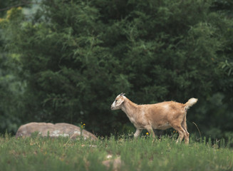 goats on the meadow