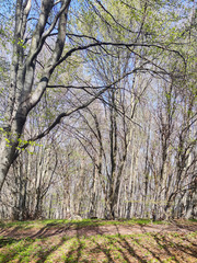 Obraz premium Spring Landscape of Vitosha Mountain, Bulgaria