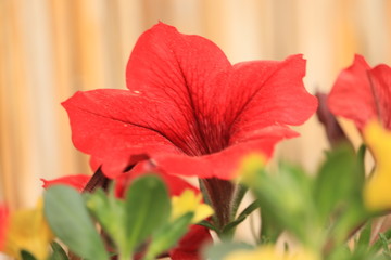 wspaniały  czerwony  kwiat  wiosenny