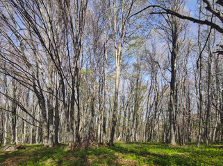 Obraz premium Spring Landscape of Vitosha Mountain, Bulgaria