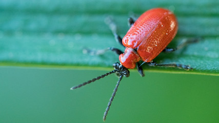 Poskrzypka liliowa © Roman
