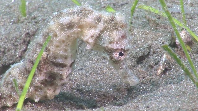 sea horse underwater close up macro seahorse ocean floor scenery