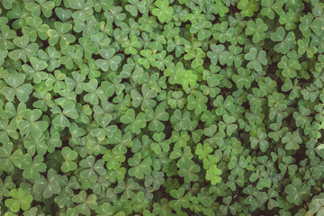 Fototapeta premium Field of Three Leaf Clovers