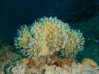 Fototapeta na wymiar Soft Corals