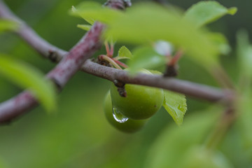 Water drop on fruit