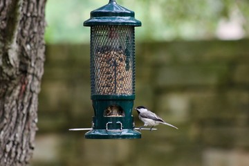 Carolina Chickadee perched on backyard bird feeder, side view, full body, room for text, bottom of picture